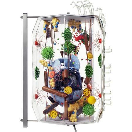 3B SCIENTIFIC Human Cell Model, 40,000 Times Life-Size 1008554